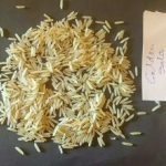 1121 Basmati Rice